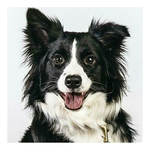 Sheepdog 30*30CM(Canvas) Full Square Drill Diamond Painting