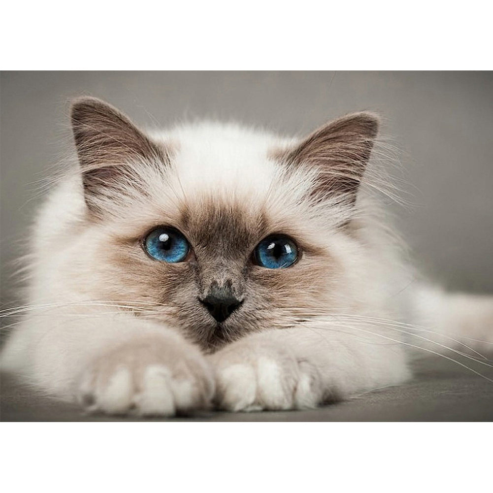 Cat 50*40CM(Canvas) Full Round Drill Diamond Painting