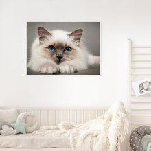 Load image into Gallery viewer, Cat 50*40CM(Canvas) Full Round Drill Diamond Painting
