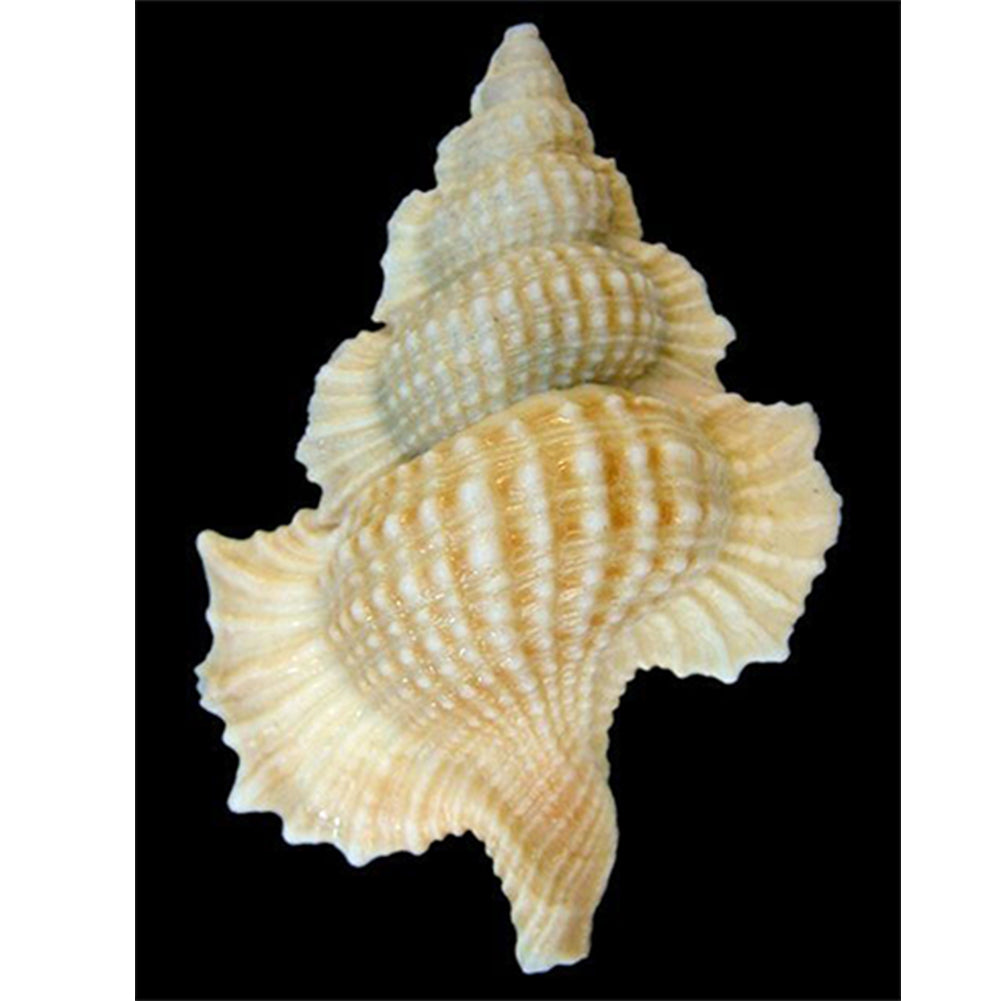 Seashells On The Beach 30*40CM(Canvas) Full Round Drill Diamond Painting