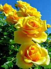 Load image into Gallery viewer, Yellow Rose 40*50CM(Canvas) Full Round Drill Diamond Painting
