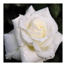 Load image into Gallery viewer, White Roses 40*40CM(Canvas) Full Round Drill Diamond Painting
