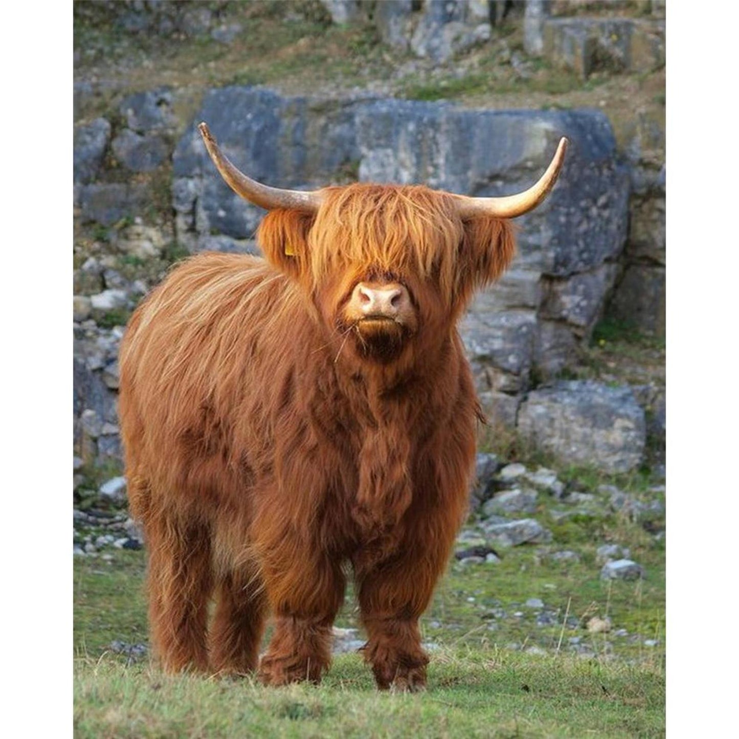 Highland Cow - Full 11CT Stamped Cross Stitch 40x50CM - Huacan
