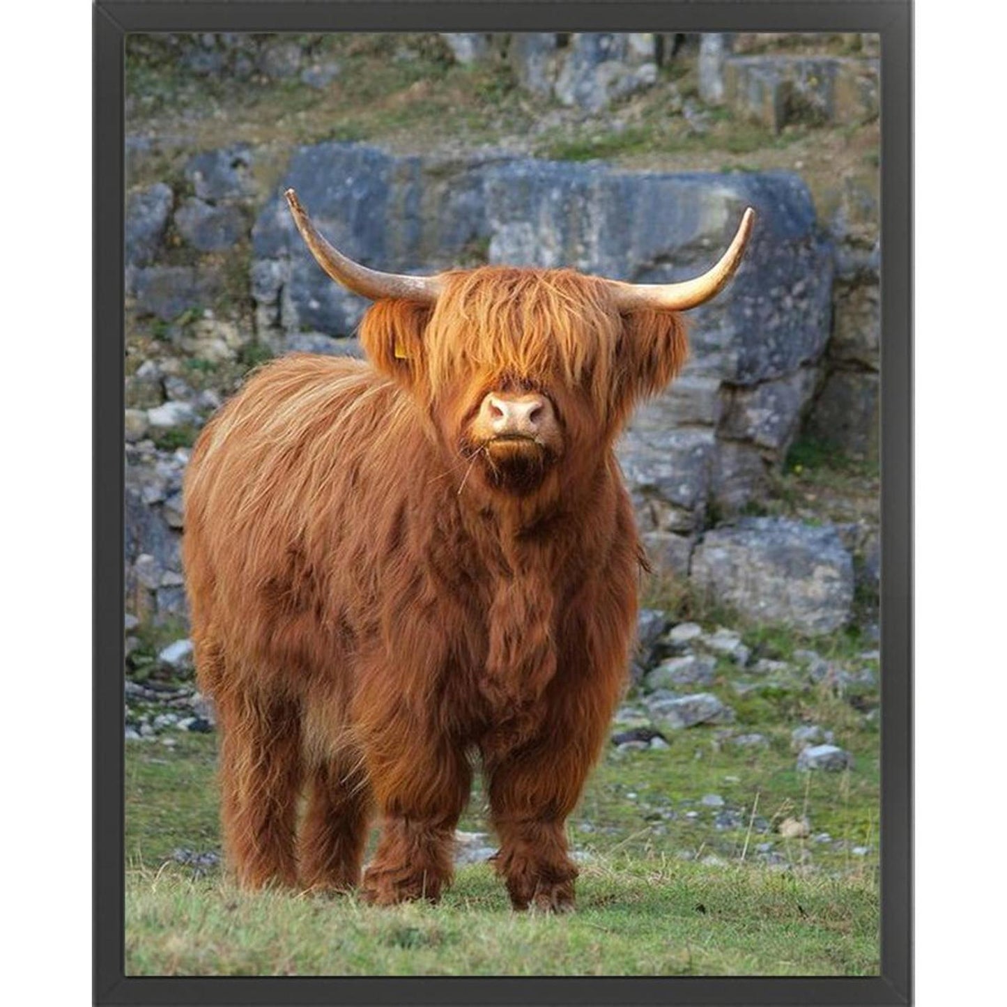 Highland Cow - Full 11CT Stamped Cross Stitch 40x50CM - Huacan