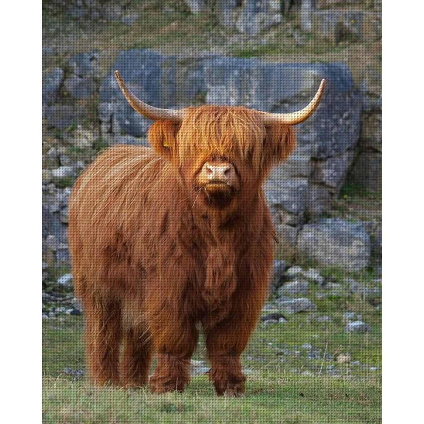 Highland Cow - Full 11CT Stamped Cross Stitch 40x50CM - Huacan