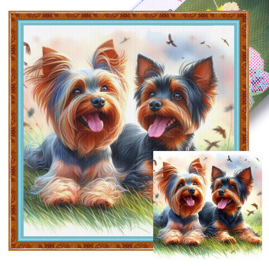 Yorkshire Terrier - Full 11CT Stamped Cross Stitch 40x40CM - Huacan