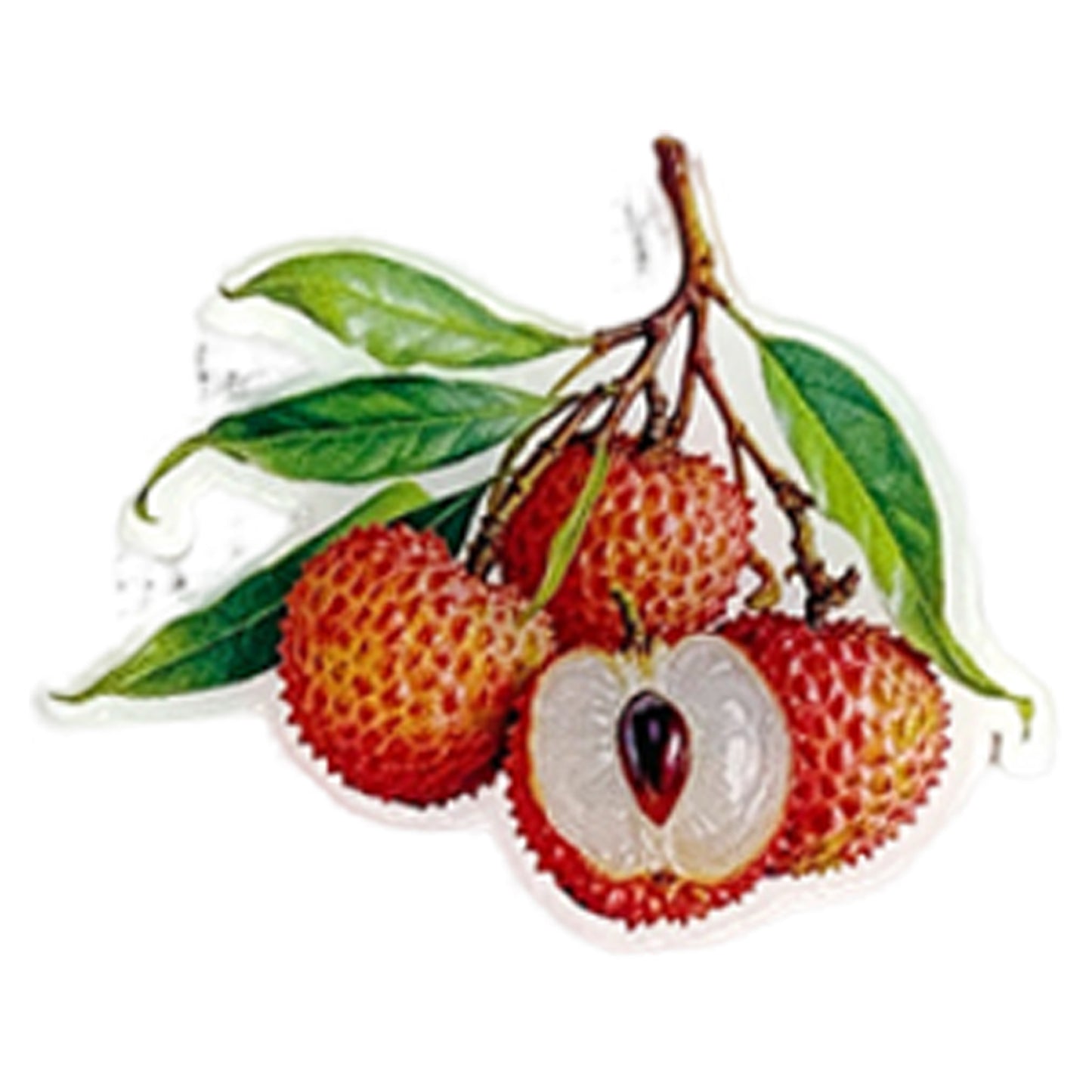 Lychee Magnetic Acrylic Needle Minder for Cross Stitch and Embroidery Supplies