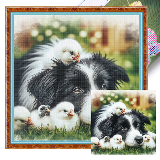 Border Collie And Chick - Full 11CT Stamped Cross Stitch 40x40CM - Huacan
