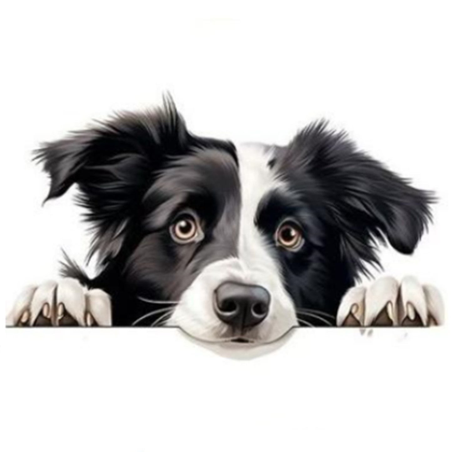 Border Collie-Dog - Full 11CT Stamped Cross Stitch 40x40CM - Yishu
