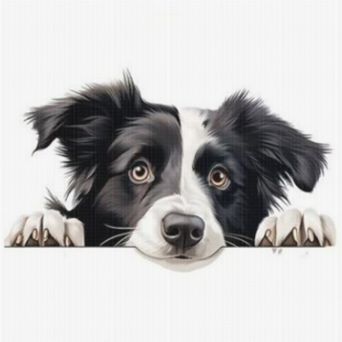 Border Collie-Dog - Full 11CT Stamped Cross Stitch 40x40CM - Yishu