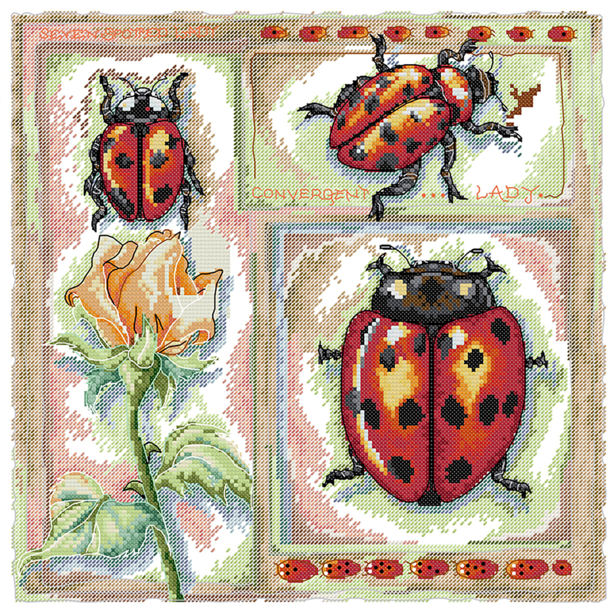 Biology Diagram - Ladybug - Partial 14CT Stamped Cross Stitch 36x36CM - Joy Sunday Backstitch+Half Cross Stitch