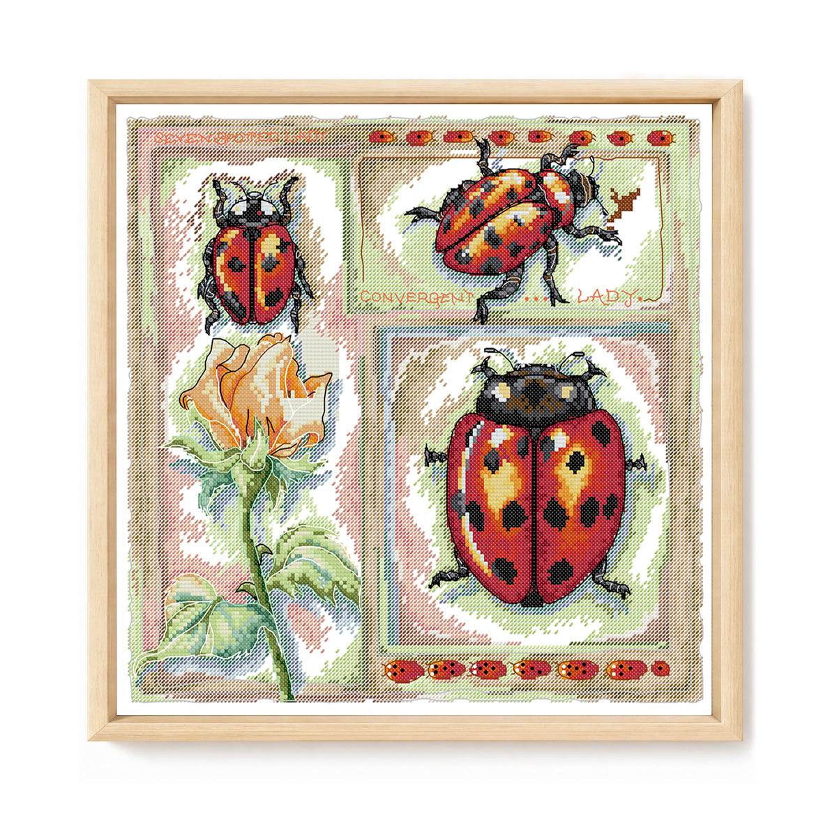 Biology Diagram - Ladybug - Partial 14CT Stamped Cross Stitch 36x36CM - Joy Sunday Backstitch+Half Cross Stitch