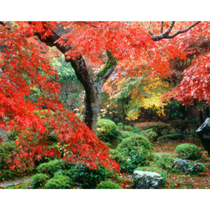 Maple Leaves 45*55CM(Picture) Round Drill Diamond Painting