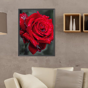 Bloom Rose 30*40CM(Canvas) Full Round Drill Diamond Painting