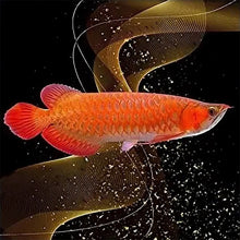 Load image into Gallery viewer, Goldfish 40*40CM(Canvas) Full Round Drill Diamond Painting
