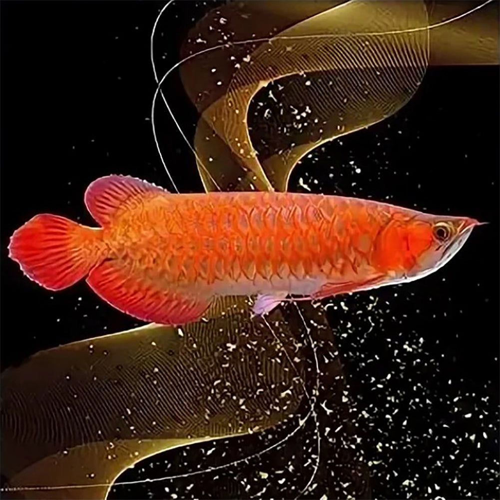 Goldfish 40*40CM(Canvas) Full Round Drill Diamond Painting